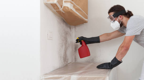 Professional Basement Mold Remediation technician working in Schwenksville, PA