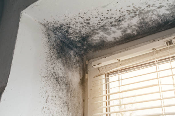 Affordable Basement Mold Remediation solutions in Schwenksville, PA