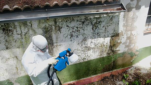 Top rated local Basement Mold Remediation specialists in Schwenksville, PA
